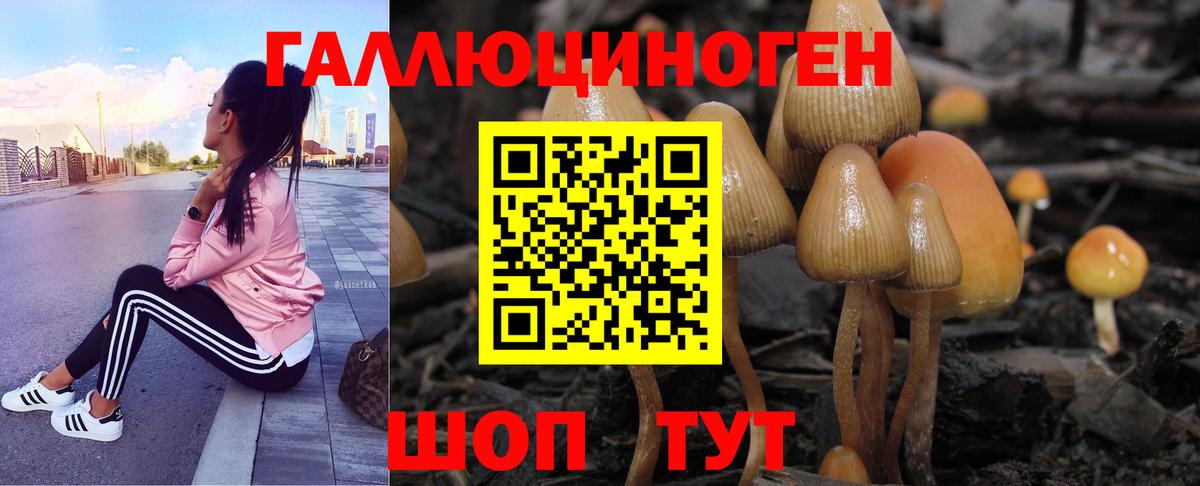 Псилоцибиновые грибы Psilocybe Глазов